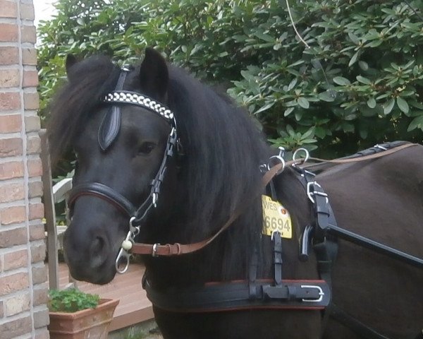 Pferd Husar von DHK (Shetland Pony, 2009, von Heros v.DHK)