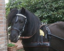 horse Husar von DHK (Shetland Pony, 2009, from Heros v.DHK)