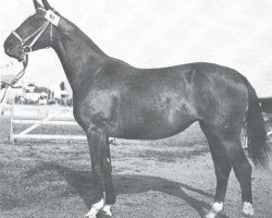 broodmare Fidelia (Westphalian, 1947, from Friedländer)