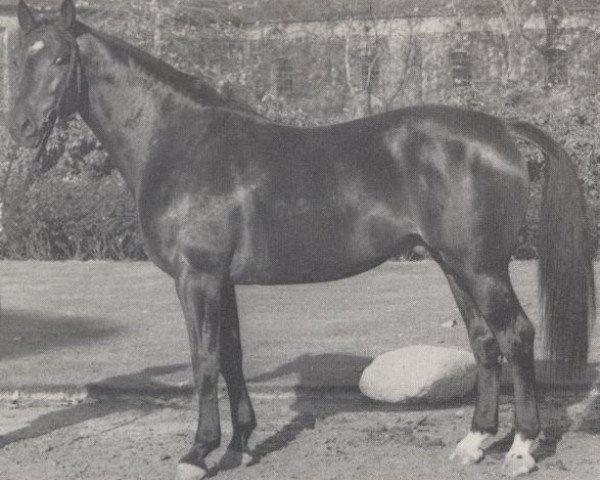 stallion Remus II (Westphalian, 1963, from Radetzky)