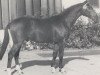 stallion Rastelli (Westphalian, 1983, from Remus II)