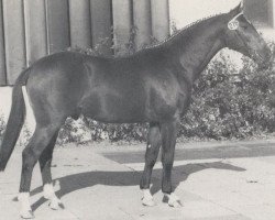 stallion Rastelli (Westphalian, 1983, from Remus II)