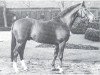 stallion Lucino (Westphalian, 1970, from Lucius xx)