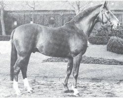 stallion Lucino (Westphalian, 1970, from Lucius xx)