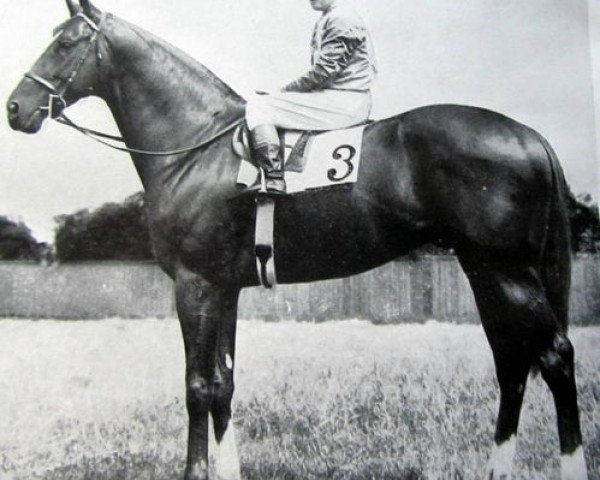 stallion Epaulette xx (Thoroughbred, 1951, from Court Martial xx)