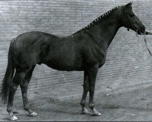 stallion Arms Park xx (Thoroughbred, 1961, from Epaulette xx)