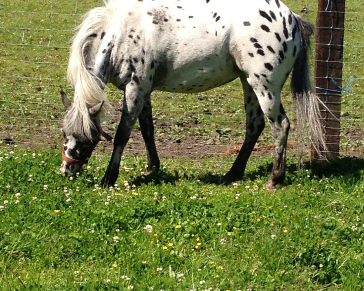 dressage horse Pünktchen 240 (Shetland Pony, 2007)