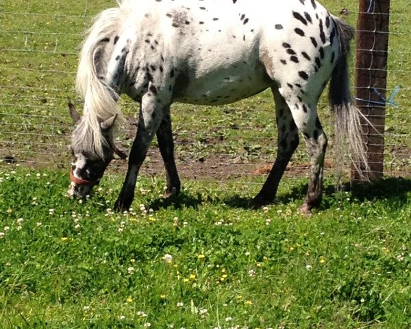 Dressurpferd Pünktchen 240 (Shetland Pony, 2007)