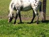 dressage horse Pünktchen 240 (Shetland Pony, 2007)