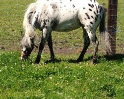 dressage horse Pünktchen 240 (Shetland Pony, 2007)