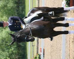 dressage horse Robin Hood 216 (Oldenburg, 2001, from Rubin Royal OLD)