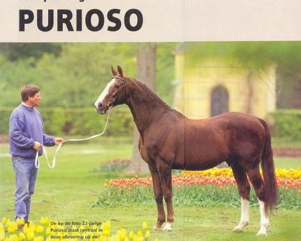 stallion Purioso (Oldenburg, 1974, from Furioso II)