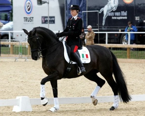 horse Dark Surprise 4 (KWPN (Royal Dutch Sporthorse), 1996, from D-Day)