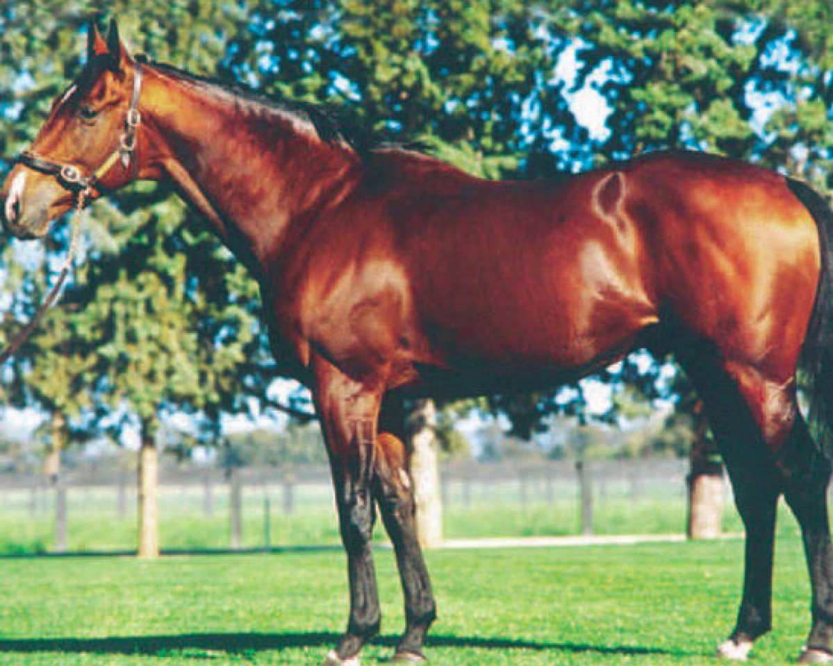 Deckhengst Revoque xx (Englisches Vollblut, 1994, von Fairy King xx)