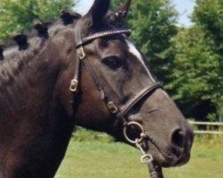 broodmare Suse (German Riding Pony, 1984, from Patrick)