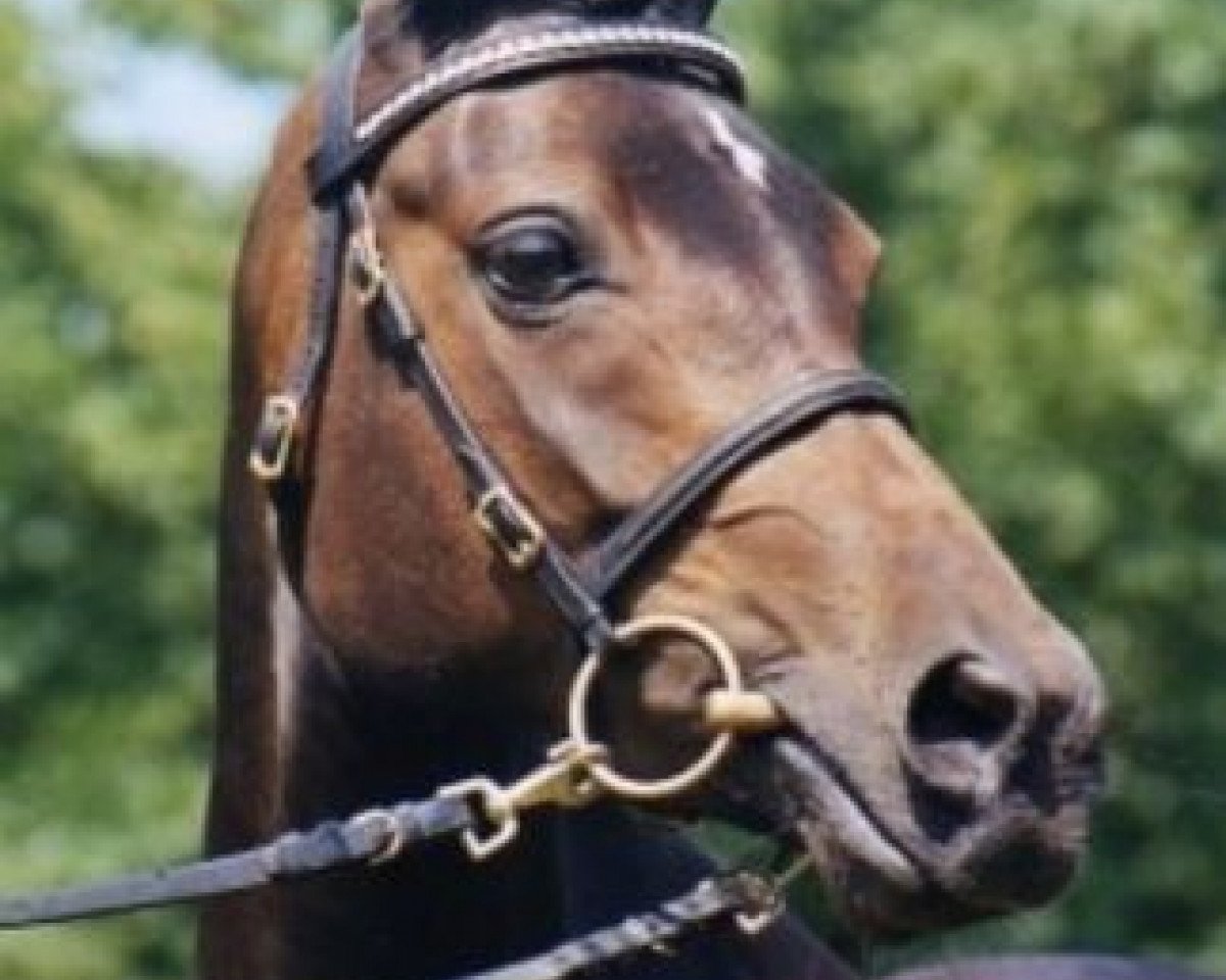 broodmare Proud Shirley (German Riding Pony, 2001, from Proud Dandy S)