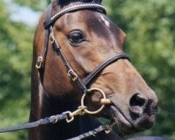 broodmare Proud Shirley (German Riding Pony, 2001, from Proud Dandy S)