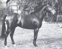 stallion Matterhorn (Hanoverian, 1974, from Matador)