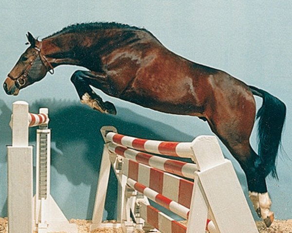 stallion Wandergesell (Hanoverian, 1985, from Wanderer)