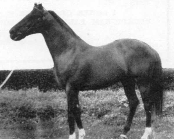 stallion Aldis Lamp xx (Thoroughbred, 1943, from Hyperion xx)