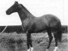 stallion Aldis Lamp xx (Thoroughbred, 1943, from Hyperion xx)