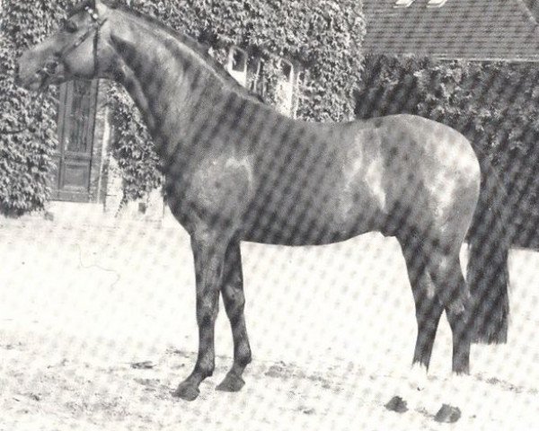 stallion Freudentanz (Westphalian, 1983, from Frühlingsstern)