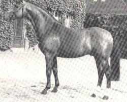 stallion Freudentanz (Westphalian, 1983, from Frühlingsstern)