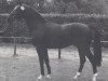 stallion Arlinus (Westphalian, 1989, from Artwig)