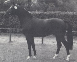 stallion Arlinus (Westphalian, 1989, from Artwig)