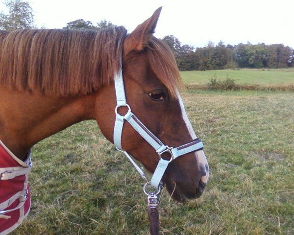 broodmare Bolheim's Fraauwke (Nederlands Welsh Ridepony, 1994, from Flora's Hof Minstrel)