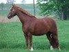 Springpferd Bernstein 90 (Deutsches Reitpony, 2002, von Bernhard)