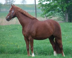 Springpferd Bernstein 90 (Deutsches Reitpony, 2002, von Bernhard)