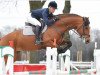 jumper Antaeus (Italian Warmblood, 2008, from Argentinus)