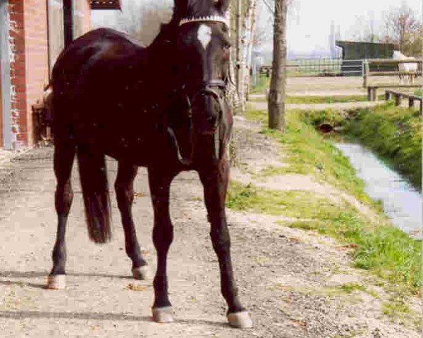 broodmare Donny (Trakehner, 1974, from Patron)
