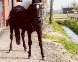 Zuchtstute Donny (Trakehner, 1974, von Patron)