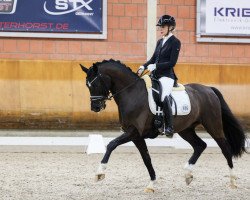 dressage horse Dolce Vita A (Hanoverian, 2016, from Dragon Hill)