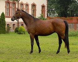 Zuchtstute Havima (Polnisches Warmblut, 2004, von Nurjev)