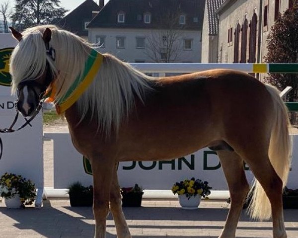 stallion Neythano (10,55% ox) (Edelbluthaflinger, 2018, from DSP Nakuri (17,19% ox))