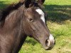 broodmare Lila Grace 2 (German Riding Pony, 2004, from Mac Geyver)