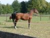 broodmare Andorra (Westphalian, 1993, from Arlinus)