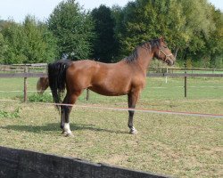 broodmare Andorra (Westphalian, 1993, from Arlinus)