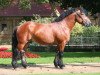 stallion Homer (Rhenish-German Cold-Blood, 2006, from Heron)