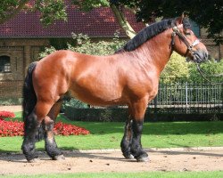 stallion Homer (Rhenish-German Cold-Blood, 2006, from Heron)