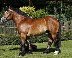 stallion Erich (Rhenish-German Cold-Blood, 2003, from Eberhard)