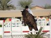 jumper Hhs Medussa (Irish Sport Horse, 2008)