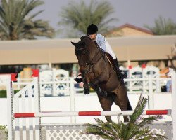 jumper Hhs Medussa (Irish Sport Horse, 2008)