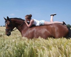 jumper Zalvador (KWPN (Royal Dutch Sporthorse), 2004, from Epilot)