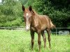 dressage horse Sola Shalima (Westphalian, 2013, from Sir Heinrich OLD)