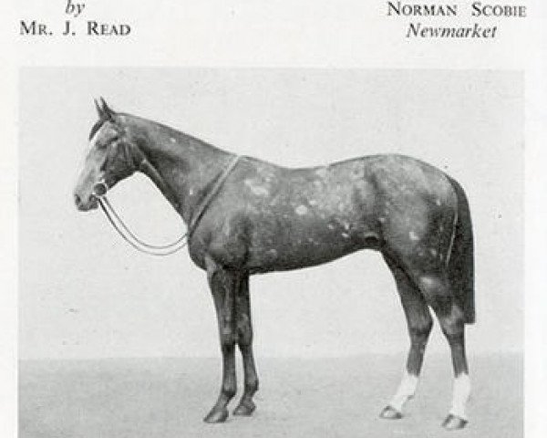 stallion Vilmorin xx (Thoroughbred, 1943, from Gold Bridge xx)