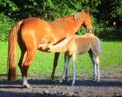 dressage horse Urienne Charm of Christobell (German Riding Pony, 2013, from Top Christobell)